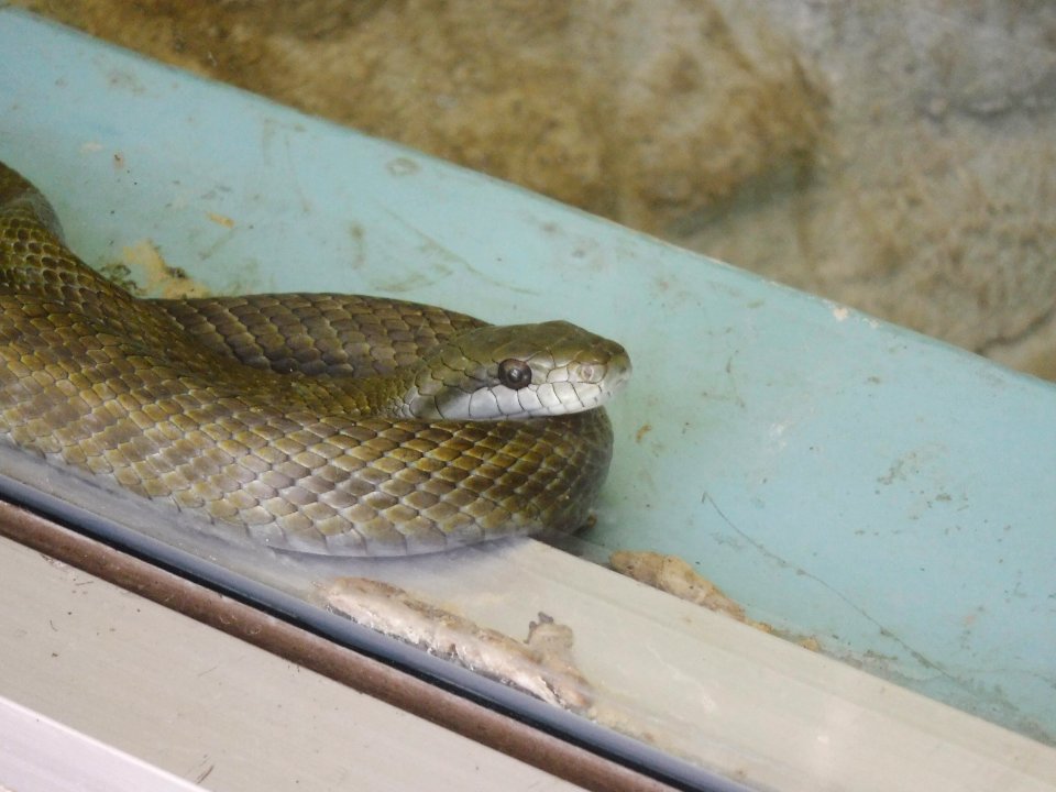 Japan-Snake-Center-Greenhouse-for-Tropical-Snakes-2018021103