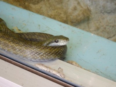 Japan-Snake-Center-Greenhouse-for-Tropical-Snakes-2018021103