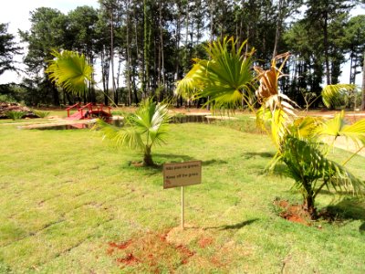 Japanese Garden (Jardim Botânico de Brasília) - DSC09649