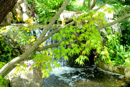 Japanese Garden - Orto botanico - Rome, Italy - DSC00219
