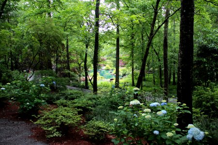 Japanses Garden, Gibbs Gardens, May 2017 1