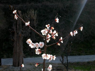 Japanese nature sakura