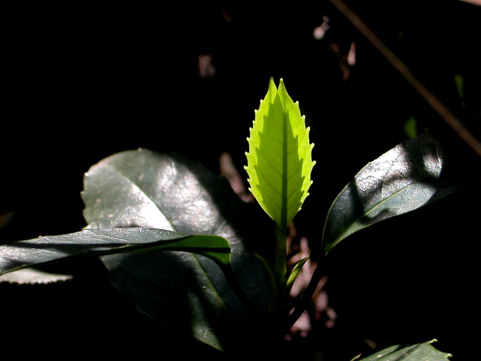 Japanese nature foliage