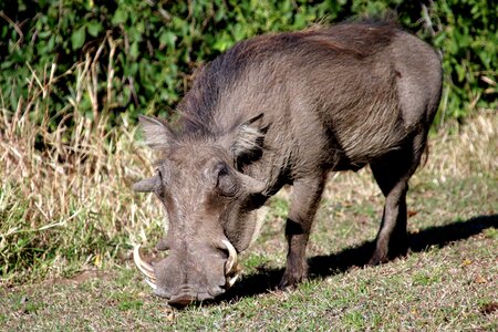 Wildboar boar africa photo