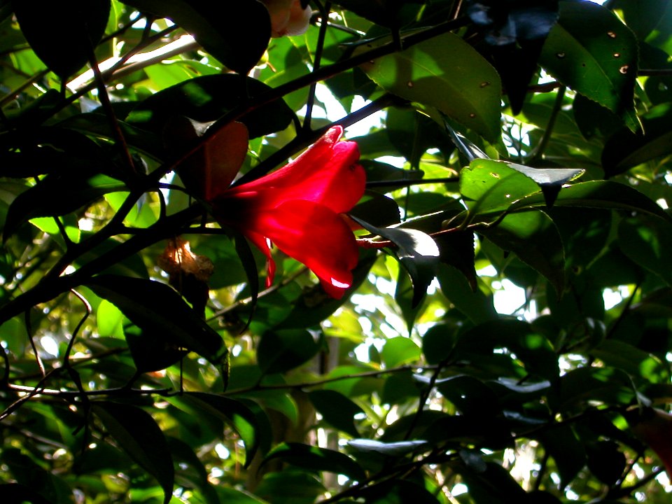 Japanese nature red flower