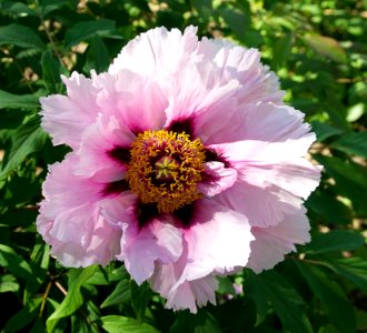 Japanese peony pivoine JdP