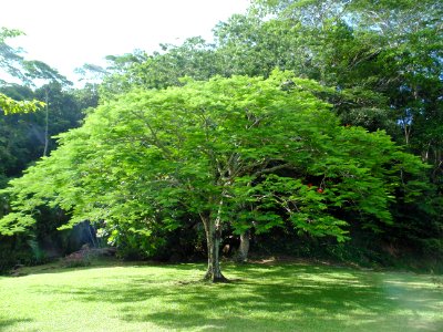 JardinDuRoi26
