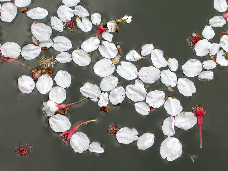 Japanese nature flowers on pond
