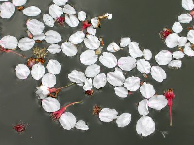 Japanese nature flowers on pond