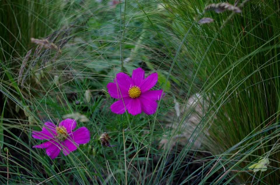 Jardin de Reuilly - Graminées décoratives et cosmos bipinnatus