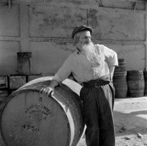 Jemenitische arbeider met baard bij de Rothschild wijnkelders te Rishon LeZion l, Bestanddeelnr 255-1603