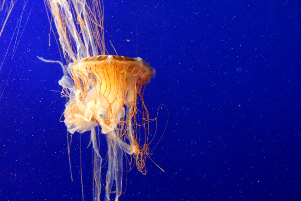 Jellyfish at the Vancouver Aquarium, August 2017-2