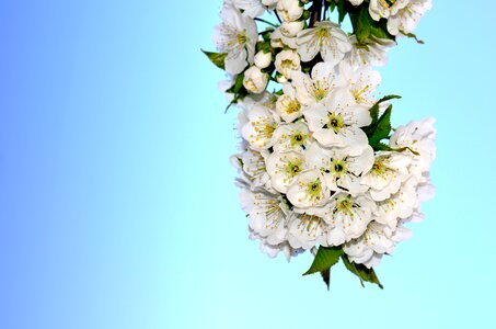 Spring flowers bloom cherry blossom