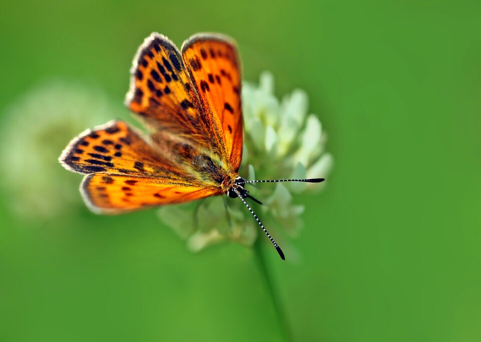 St john's wort butterflies protected
