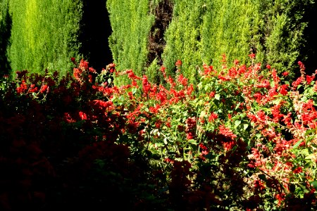 Jardines Bajos (Generalife) - Alhambra, Granada, Spain - DSC07749