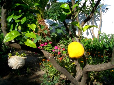 Jardin à Mykonos photo