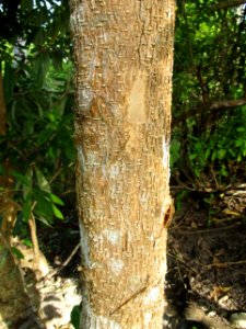 Jelutong (Dyera costulata) trunk