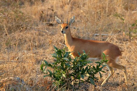 Antelope gazeller africa