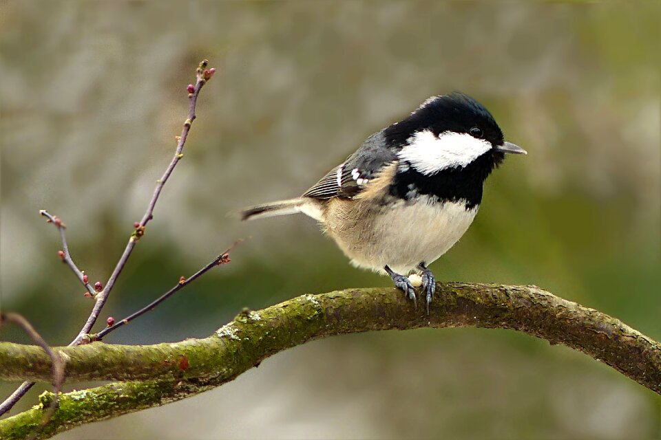 Animal periparus ater sitting