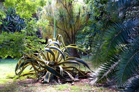 Jardim Botânico Tropical - Lisbon, Portugal - DSC06598