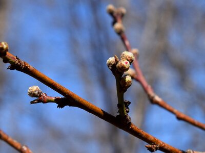 Blossom flower bloom