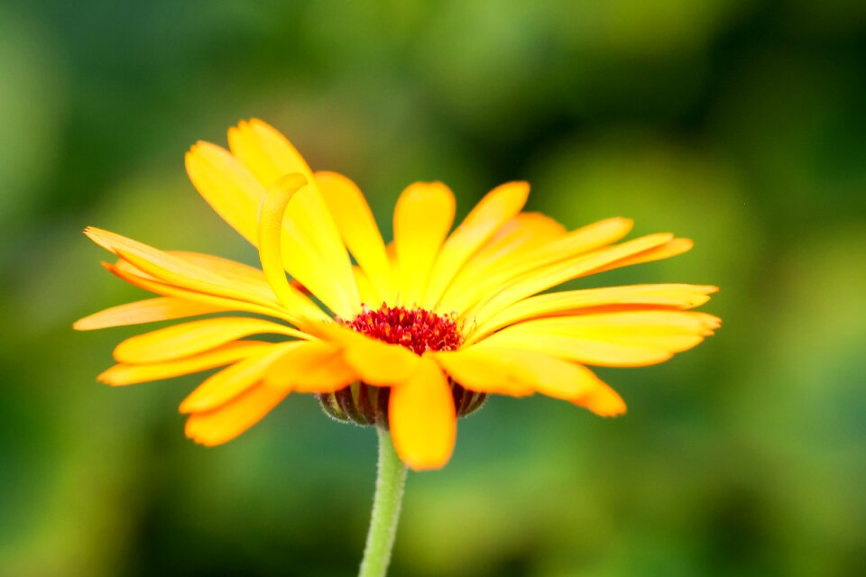Bloom nature garden
