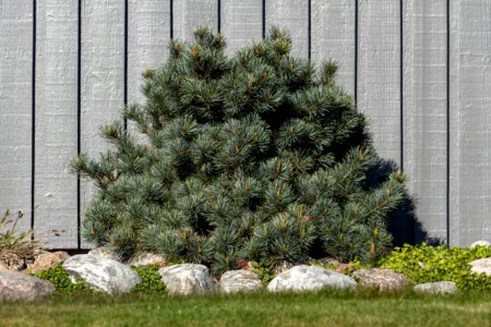Japanese white pine in Tuntorp 1 photo