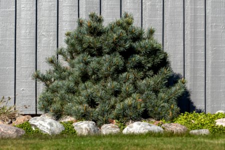 Japanese white pine in Tuntorp 1