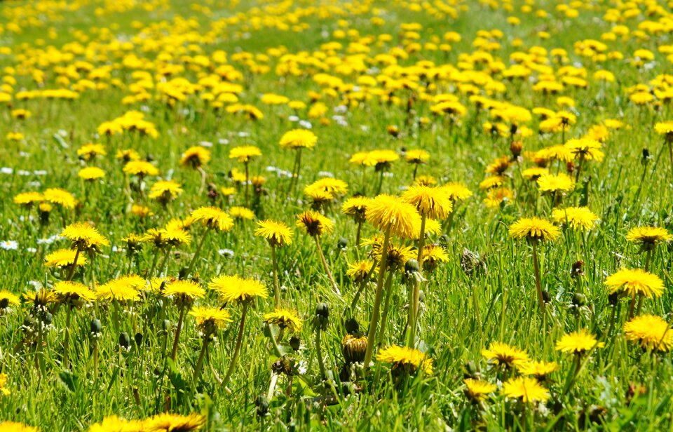 Flower meadow bloom nature