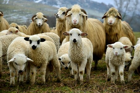 Spring rural landscape animal