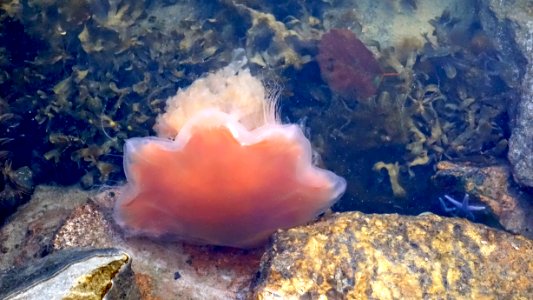 Jellyfish and starfish 2 photo