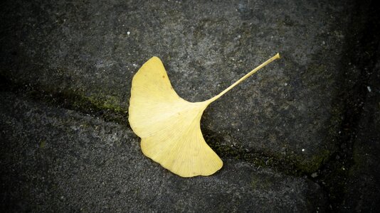 Ginkgo defoliation dead leaves photo