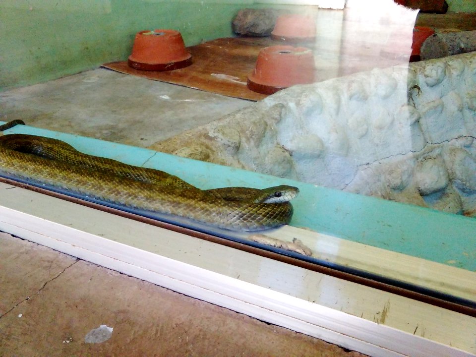 Japan-Snake-Center-Greenhouse-for-Tropical-Snakes-2018021102