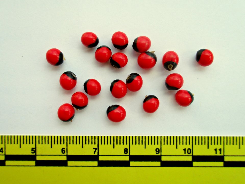 Jequirity seeds (ruled)