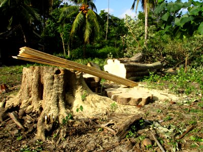 Jelutong (Dyera costulata) felled trunk & stump