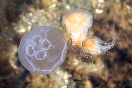 Jellyfishes in Gullmarn fjord at Sämstad