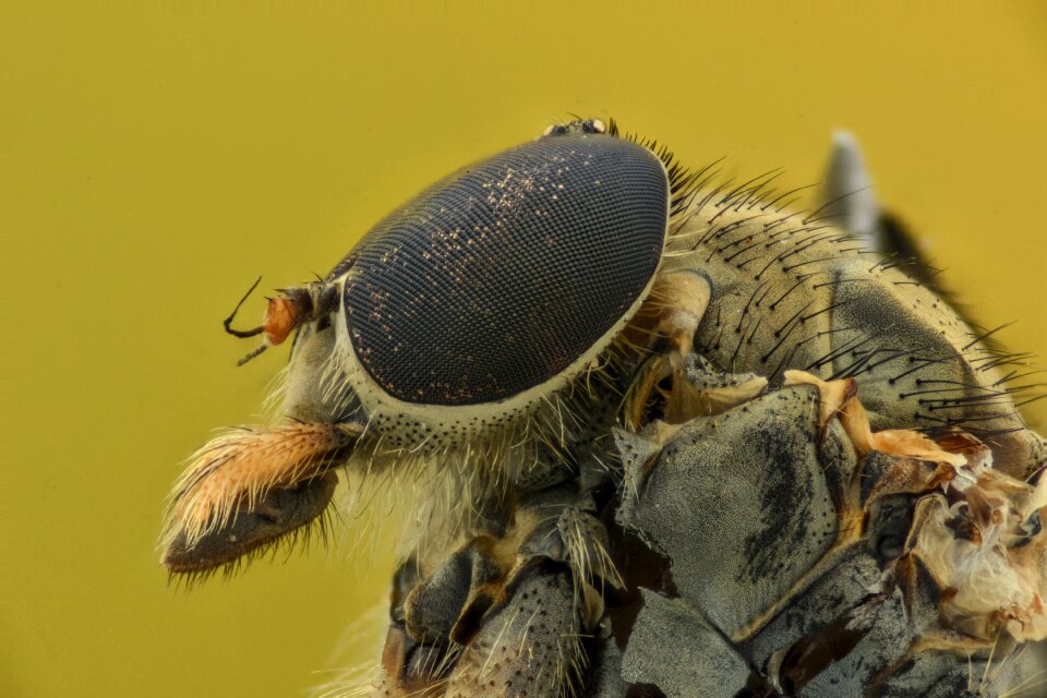 Bug animal nature