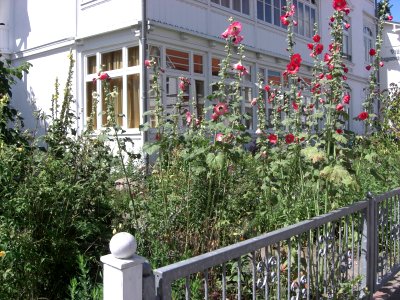 Jardin devant la maison à Ahlbeck