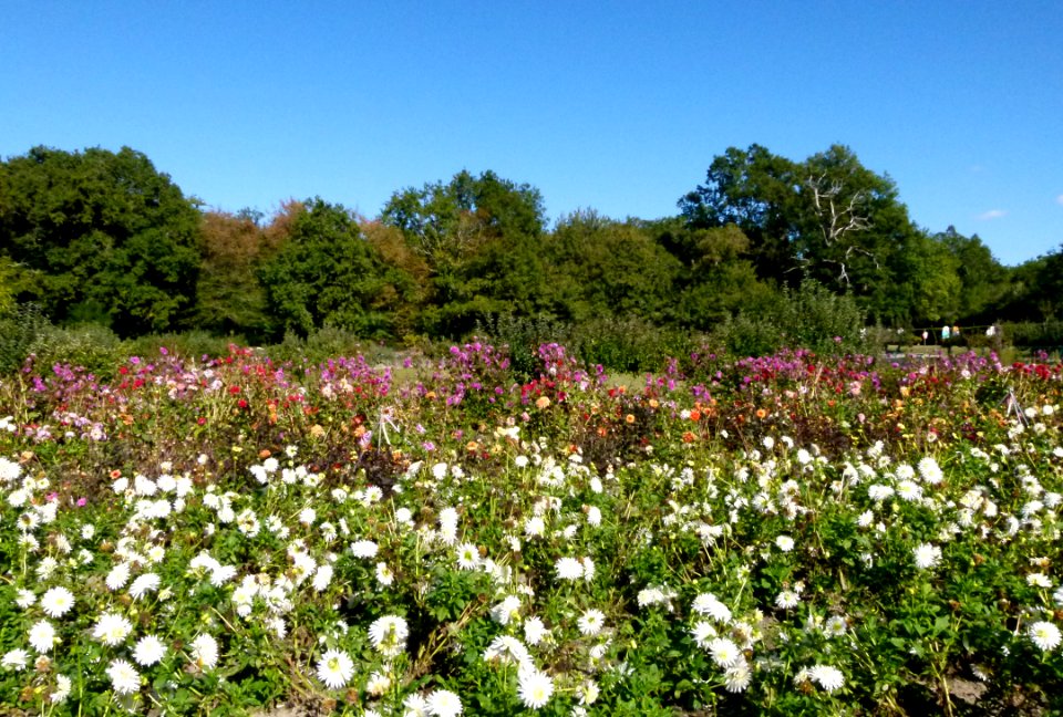 Jardin planté de dahlias - Château du Moulin 2