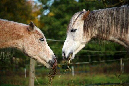 Horse head pasture coupling photo