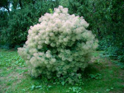 JennysSmokeBush