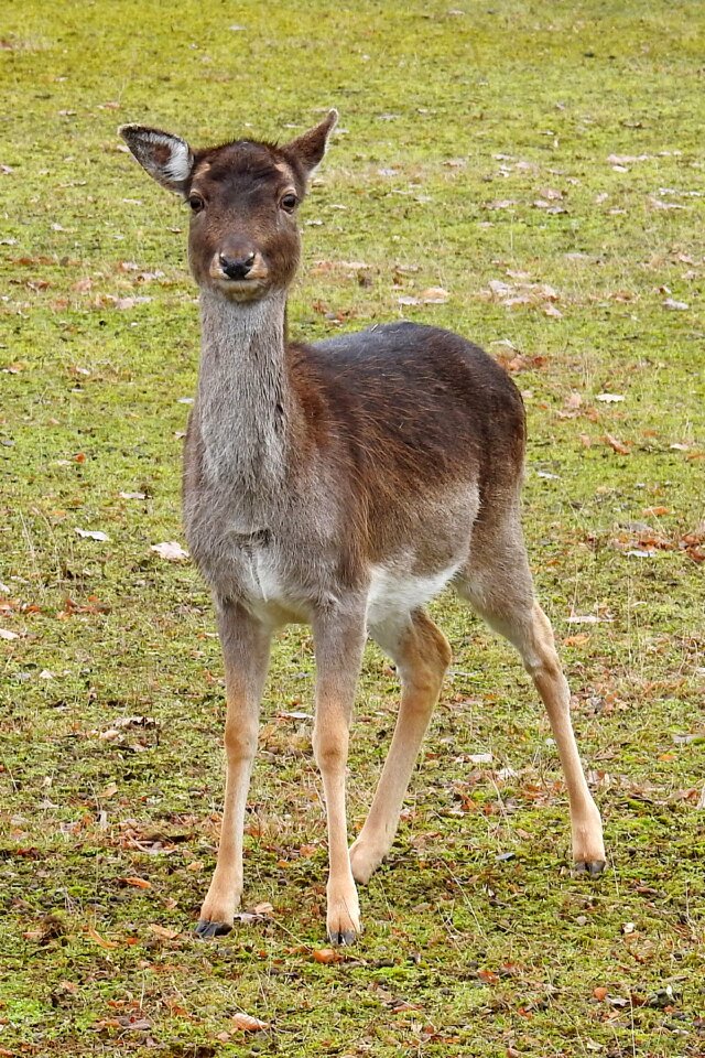 Mammal scheu fallow deer