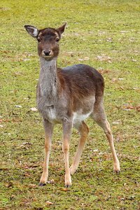 Mammal scheu fallow deer photo