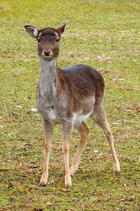 Mammal scheu fallow deer