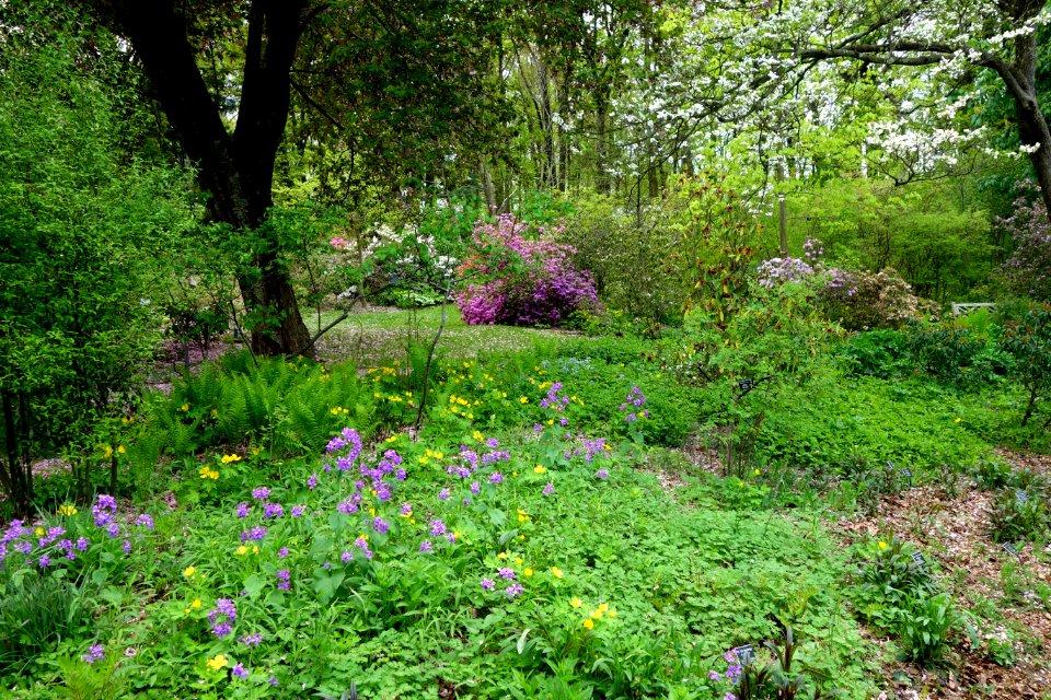 Jenkins Arboretum - DSC00680