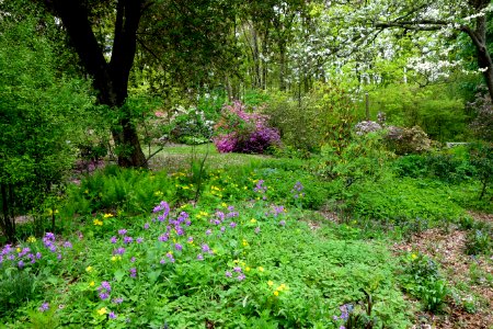 Jenkins Arboretum - DSC00680