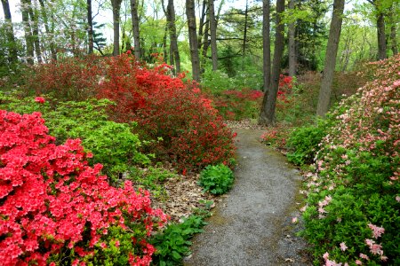 Jenkins Arboretum - DSC00561