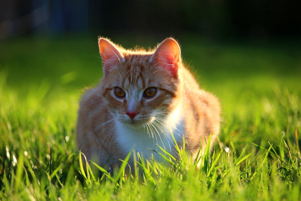 Red cat young cat domestic cat