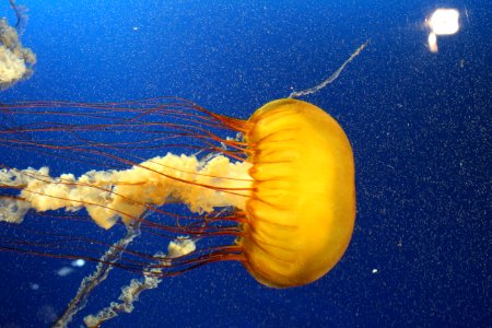 Jellyfish at the Vancouver Aquarium, August 2017