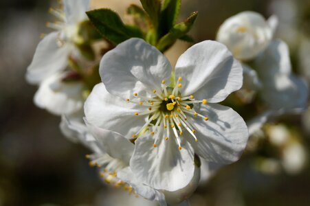 Spring flower blossom photo
